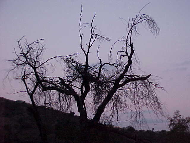 gravity hill pasadena